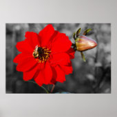 Bee on Red Flower Poster ポスター (正面)