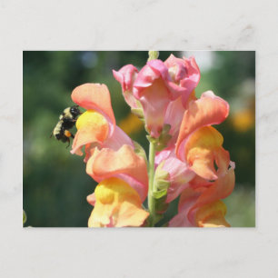Bee On Snapdragonフラワーフォトポストカード ポストカード