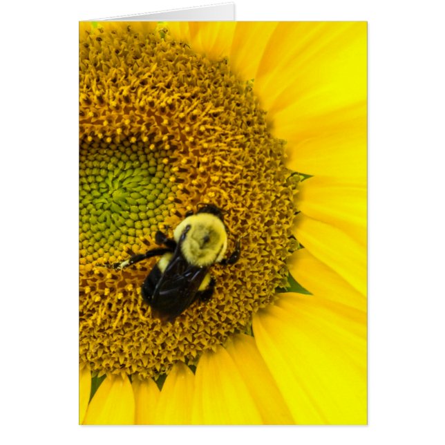 Bee on Sunflower (正面)
