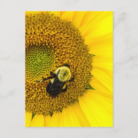 Bee on Sunflower ポストカード (正面)