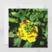 Bee on Yellow Flowers カード (正面)