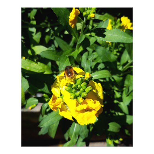 Bee on Yellow Flowers フォトプリント (正面)