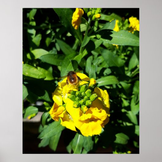 Bee on Yellow Flowers ポスター (正面)