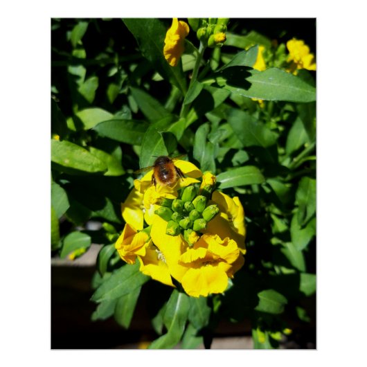 Bee on Yellow Flowers ポスター (正面)