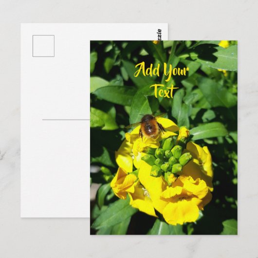 Bee on Yellow Flowers ポストカード (正面/裏面)