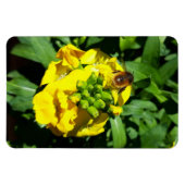 Bee on Yellow Flowers マグネット (横)