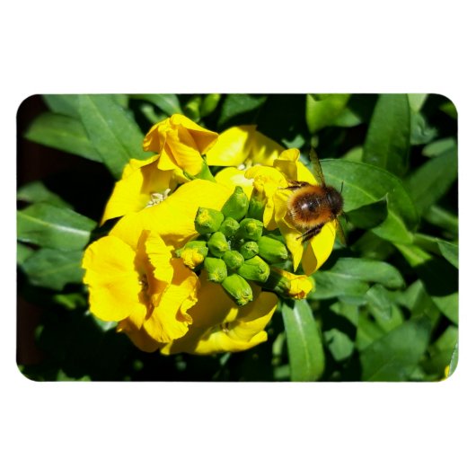 Bee on Yellow Flowers マグネット (横)