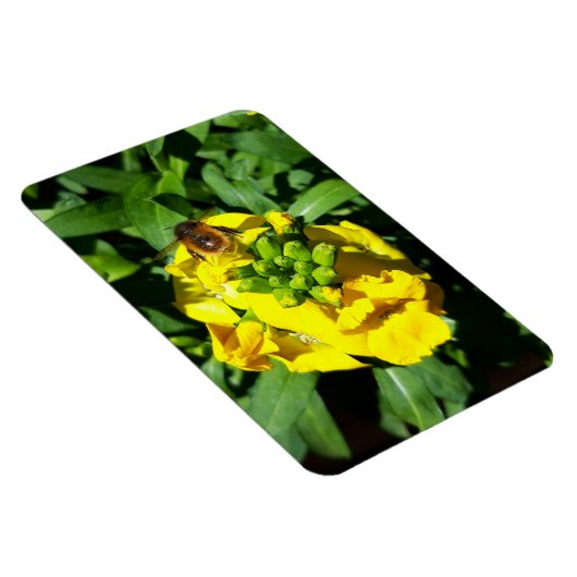 Bee on Yellow Flowers マグネット (右側)