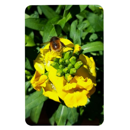 Bee on Yellow Flowers マグネット (縦)