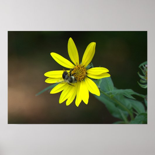 Bee on Yellow Wildflower Poster ポスター (正面)