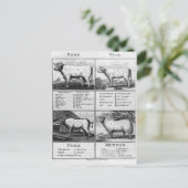 Beef, Veal, Pork, and Mutton Cuts, 1802 ポストカード (スタンド正面)