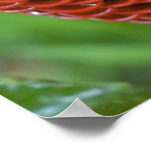 Beehive Ginger、Zingiber spectabile)、 ポスター (角)