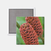 Beehive Ginger、Zingiber spectabile)、 マグネット (正面/裏面)