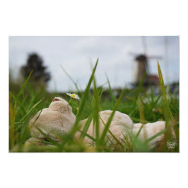 Beer relaxt in natuur met Hollandse molen. フォトプリント