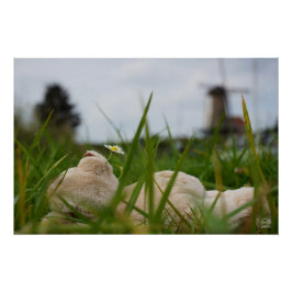 Beer relaxt in natuur met Hollandse molen. ポスター