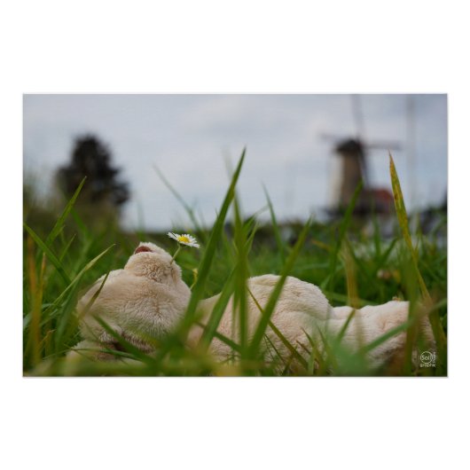 Beer relaxt in natuur met Hollandse molen. ポスター (正面)