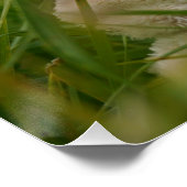 Beer relaxt in natuur met Hollandse molen. ポスター (コーナー)