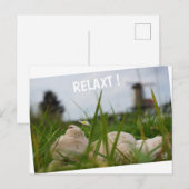 Beer relaxt in natuur met Hollandse molen. ポストカード (正面/裏面)