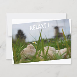 Beer relaxt in natuur met Hollandse molen. ポストカード