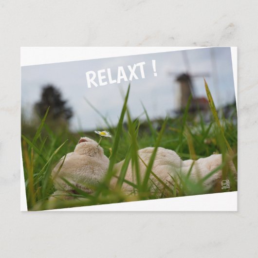 Beer relaxt in natuur met Hollandse molen. ポストカード (正面)
