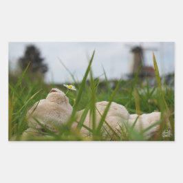 Beer relaxt in natuur met Hollandse molen. 長方形シール