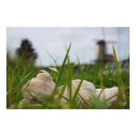 Beer relaxt liggend in het gras met een Hollandse  フォトプリント
