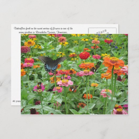 Beershebaは郵便はがきはねます ポストカード (正面/裏面)