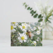 Bees Honey Bee Wildflowersデイジー写真 ポストカード (スタンド正面)