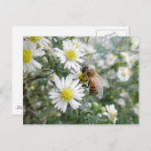 Bees Honey Bee Wildflowersデイジー写真 ポストカード (正面/裏面)