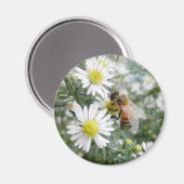Bees Honey Bee Wildflowersデイジー写真 マグネット (正面/裏面)