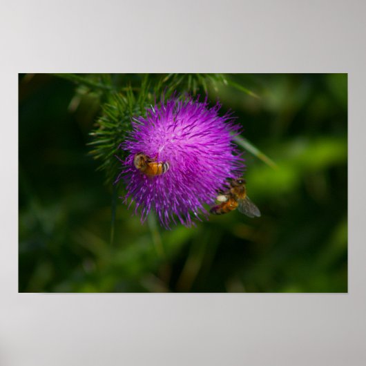 Bees on Milk Thistleポスター ポスター (正面)