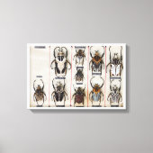Beetle Species Bug Insect nature photograph  キャンバスプリント (正面)