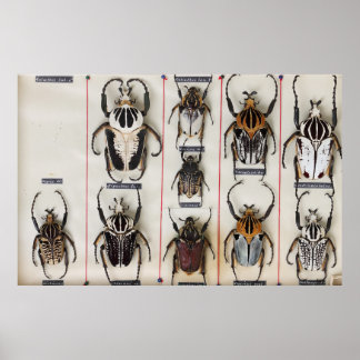 Beetle Species Bug Insect nature photograph  ポスター
