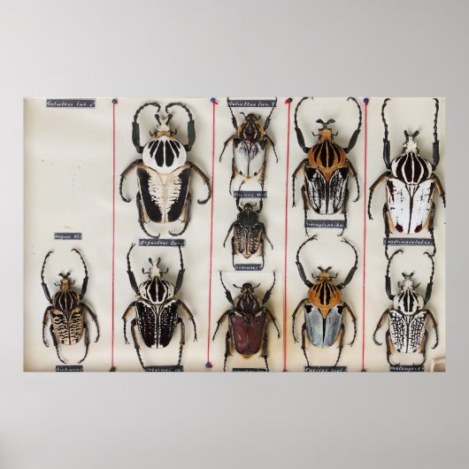 Beetle Species Bug Insect nature photograph ポスター (正面)