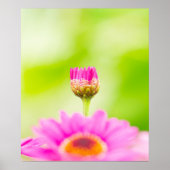 Before the Bloom ポスター (正面)