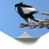 BEIAM Bald EagleがMagpieを無視 ポスター (角)