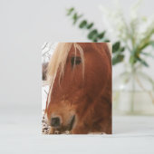 Belgian Horse Gelding ポストカード (スタンド正面)