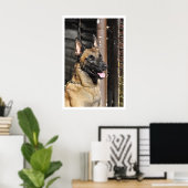 Belgian Malinois Guard Dog ポスター (ホームオフィス)