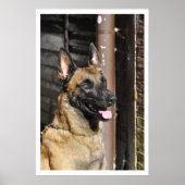 Belgian Malinois Guard Dog ポスター (正面)