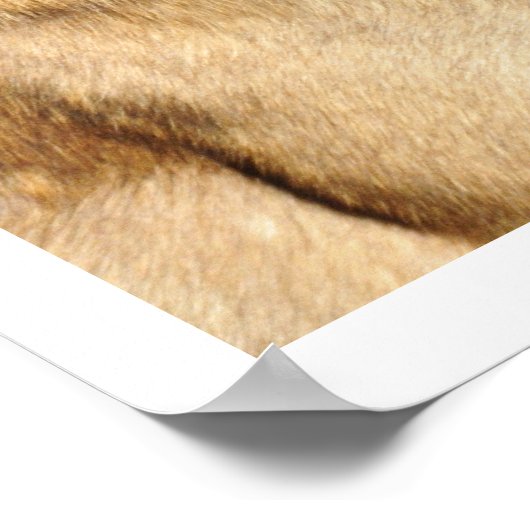 Belgian Malinois Guard Dog ポスター (角)