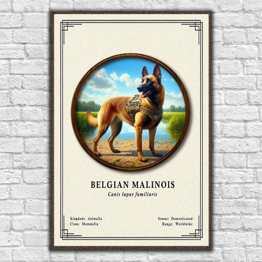 Belgian Malinois Zoology Series ポスター