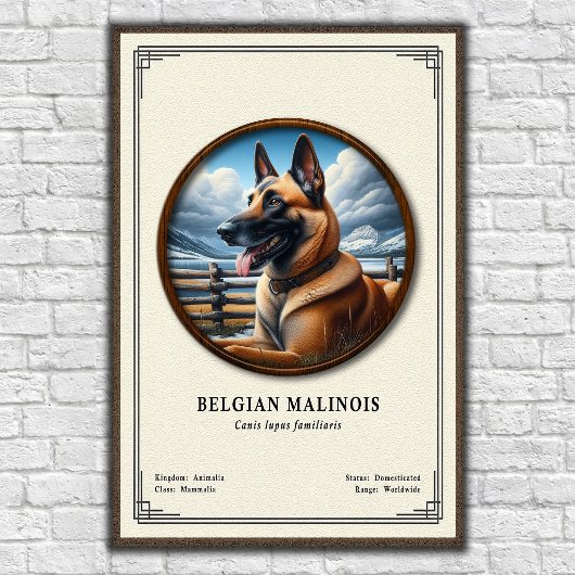 Belgian Malinois Zoology Series ポスター
