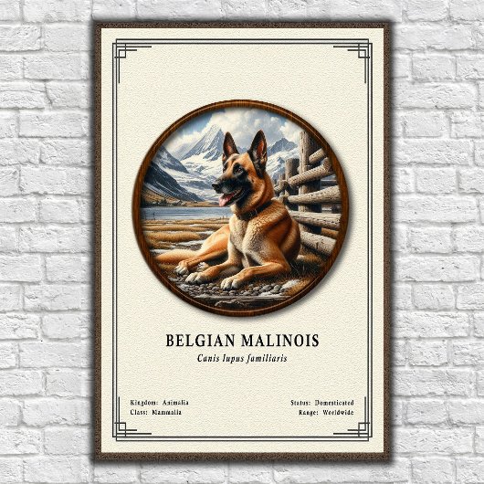 Belgian Malinois Zoology Series ポスター