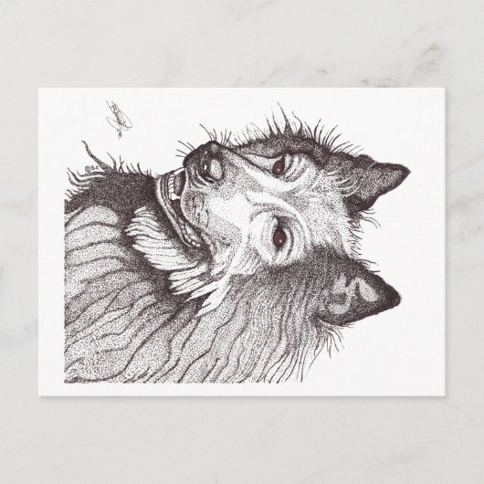 BELGIAN SHEPHERD GROENENDAEL ポストカード (正面)