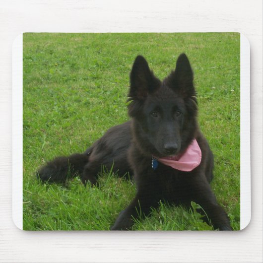 Belgian_Shepherd_Groenendael_puppy マウスパッド (正面)