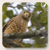 Belizean道端の腕時計:ホークプリント コースター (正面)