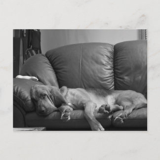 Bellaのブラッドハウンドの郵便はがき ポストカード