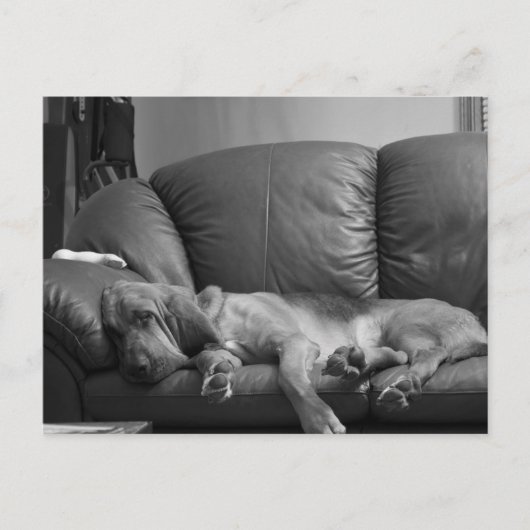 Bellaのブラッドハウンドの郵便はがき ポストカード (正面)