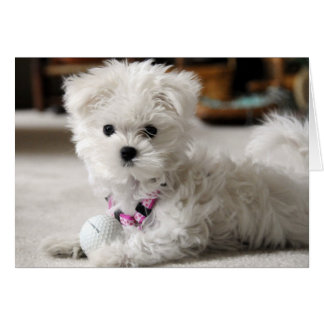 Bellaはゴルフを愛します