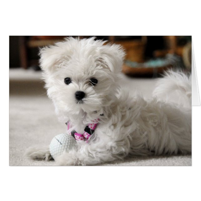 Bellaはゴルフを愛します (正面横)